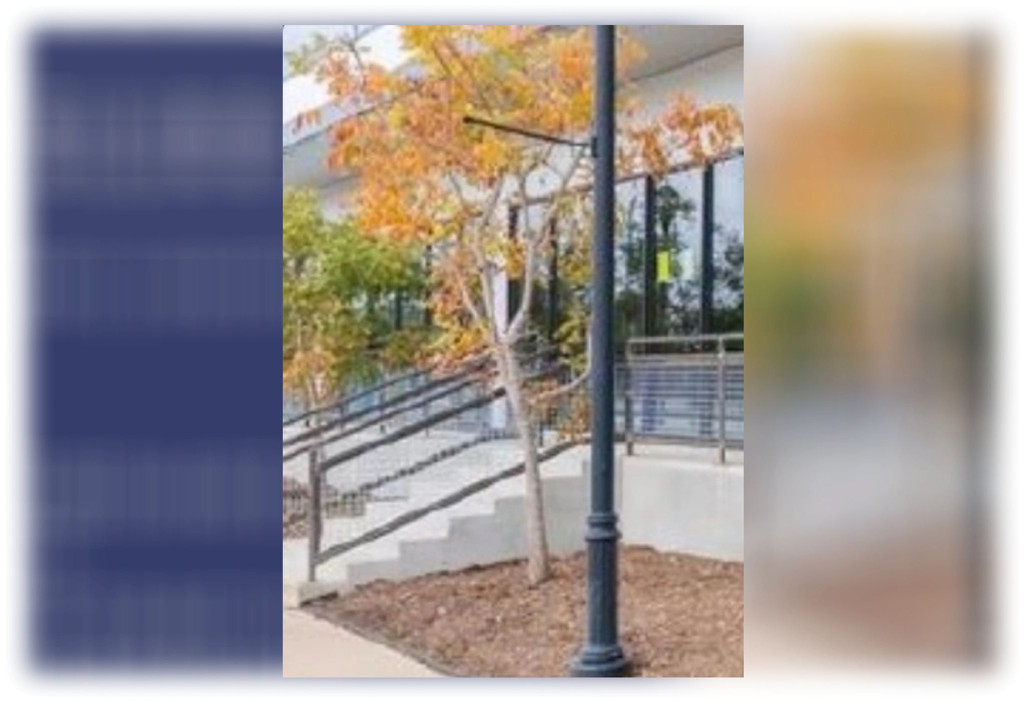 Tree and lamppost near building entrance steps